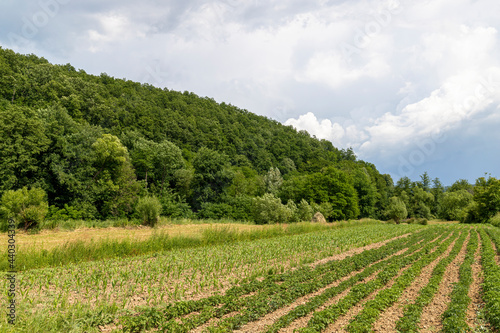 A farm with a lot of corn seedlings