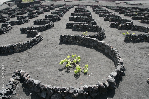 Plantation de ceps de vignes en terrain de lave de lanzarote aux îles canaries photo