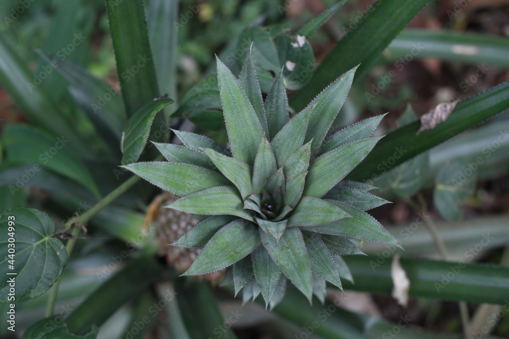 pineapple in a field, sweet fruit with green leaves pineapple in a field, sweet fruit with green leaves