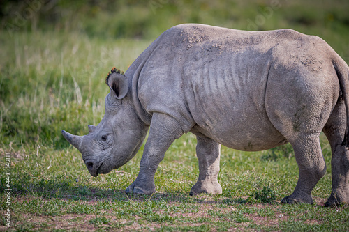 Large white rhinoceros grazes in Samburu  Kenya