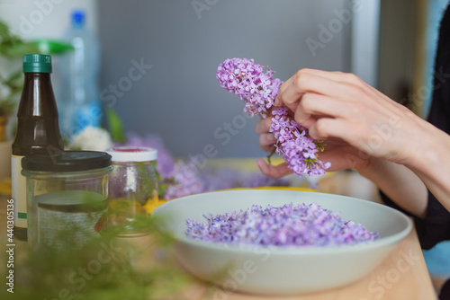 Hands of a woman plucking lilac blossoms to make aromatic home cosmetics. photo