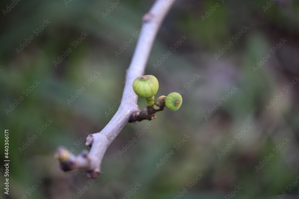 A beautiful fig tree in winter, almost no leaves left and some figs remaining.