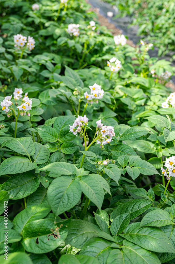 花咲くキタアカリの畑 花咲くキタアカリの畑