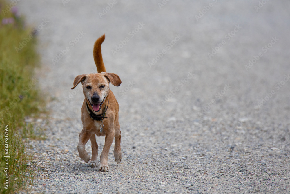 light brown dog walks on the dirt road with raised tail light brown dog walks on the dirt road with raised tail