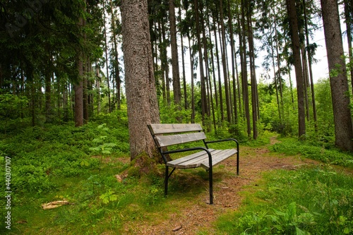 empty park bench on a walking trail in a green forest