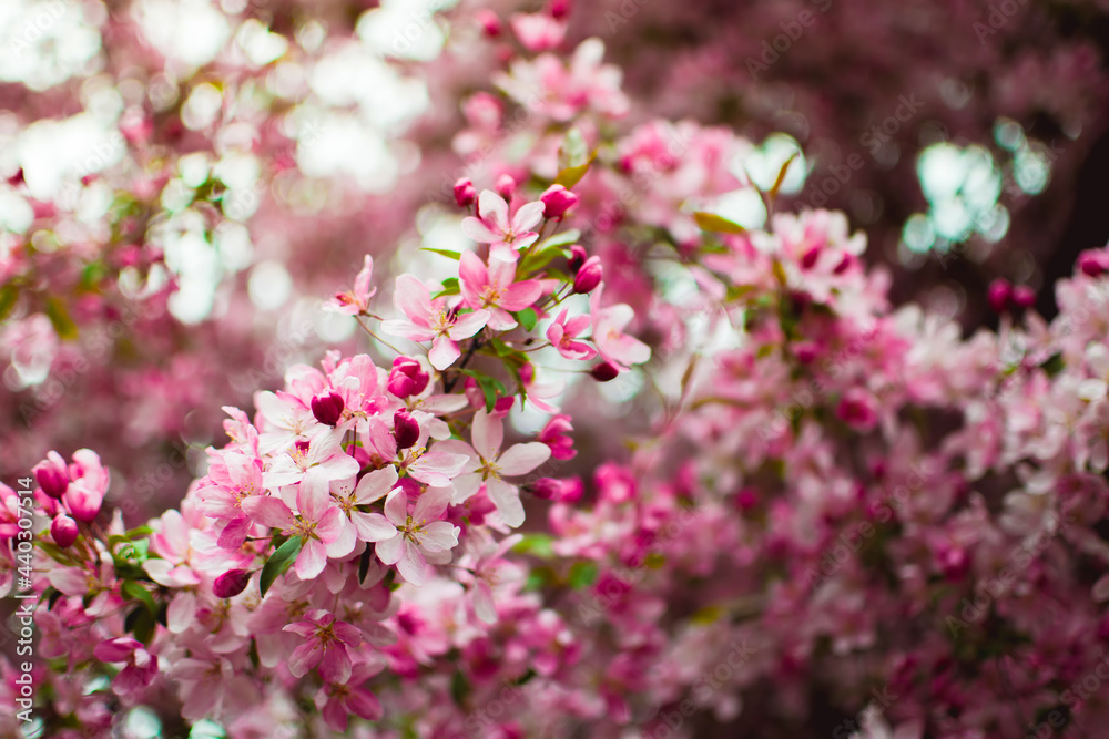 pink and white flowers bloom on a cherry branch pink and white flowers bloom on a cherry branch