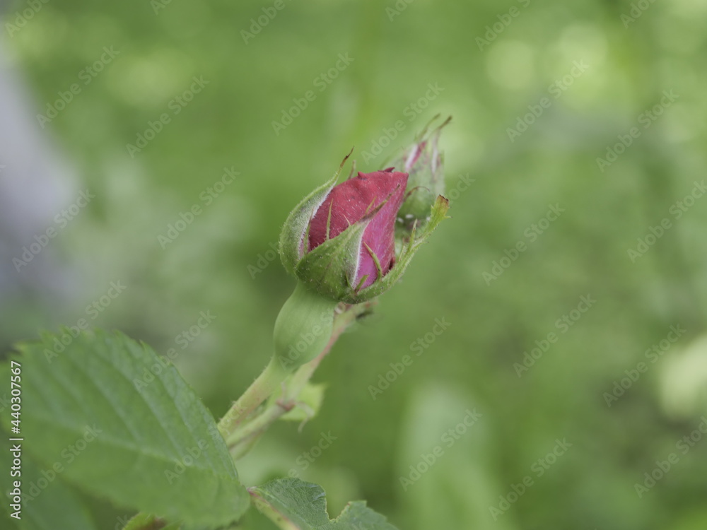 bud of a rose