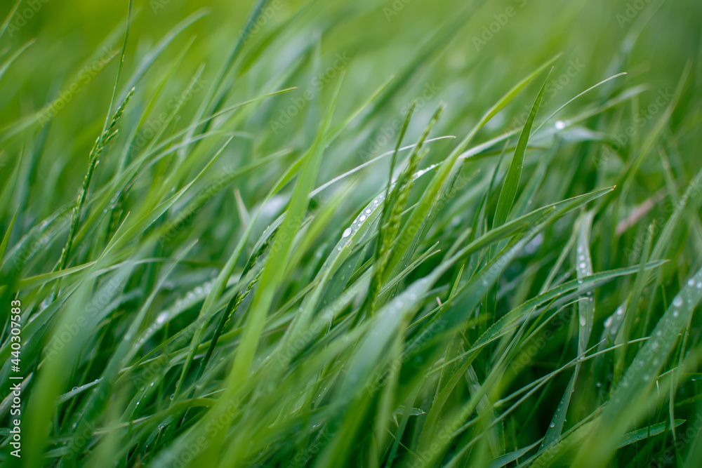 fresh green grass in the wind background fresh green grass in the wind background