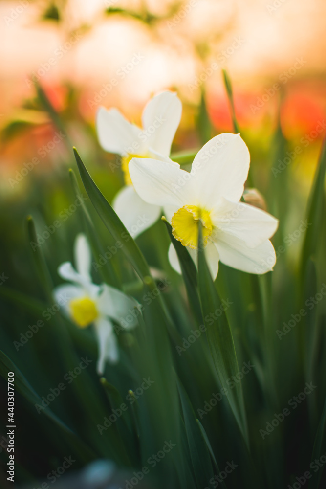 fresh green daffodils in spring garden, blurred background