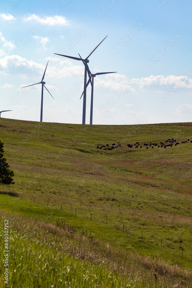 Wind Turbine farm in an expansive green field with grazing black cattle and blue sky with puffy clouds