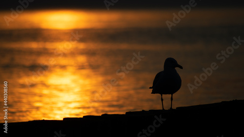 Seagull on breakwater during sunset