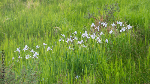 Multiple Rocky Mountain Iris or Blue Flag flowers