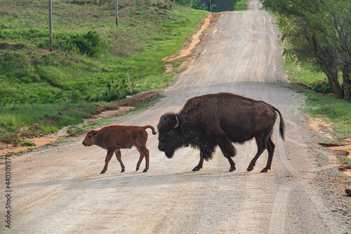 Buffalo