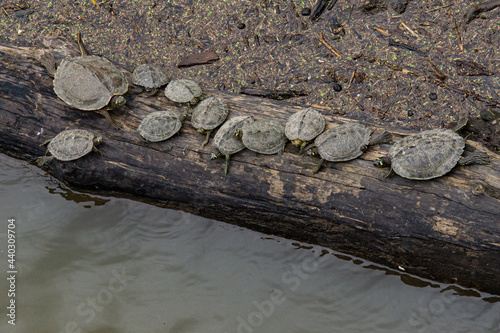 Ouachita Map Turtles