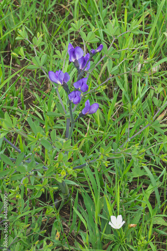 Blue False Indigo