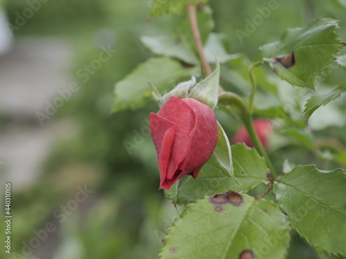 red rose leaves