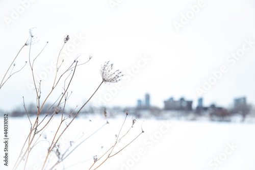 flowers in front of the city