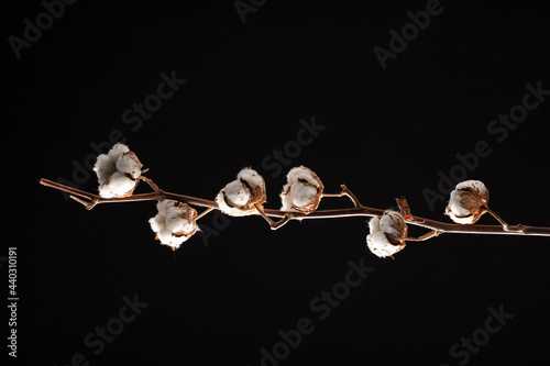 cotton branch on dark background