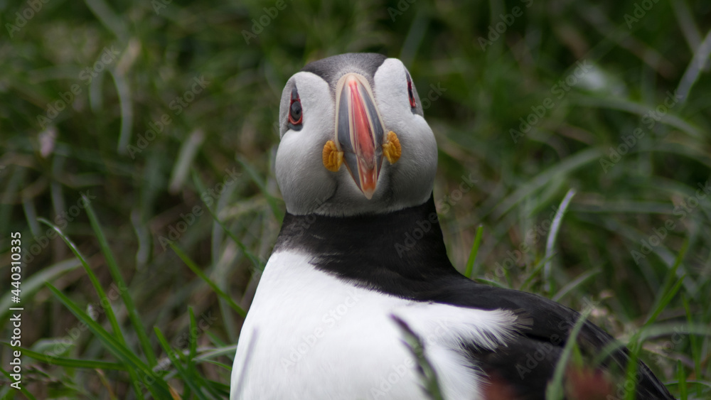 Naklejka premium Puffin in grass on Iceland
