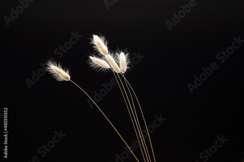 white dried flowers on black background