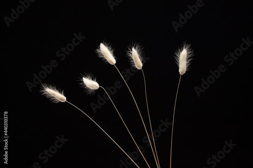 white flowers on black