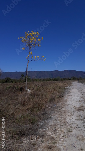 Caraíba tree