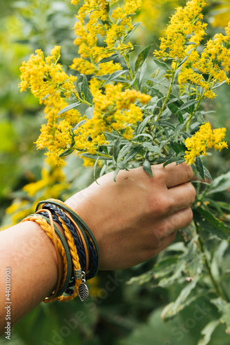 Goldenrod