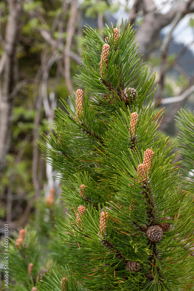 Fototapeta premium Bergkiefer, Latschenkiefer (Pinus mugo) im Frühjahr