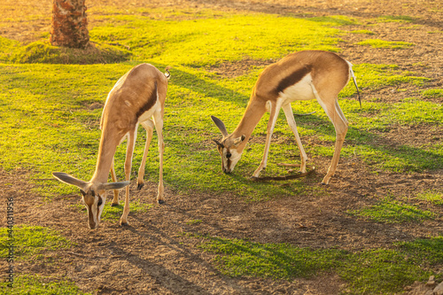 Two of Thomsons baby gazelles graze on the fresh, juicy grass, yet they feel anxious at the close presence of the predator. photo
