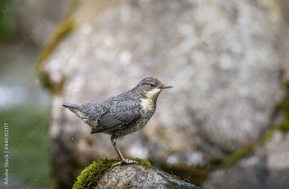 Young white-throated dipper on a rock in the mountain river Young white-throated dipper on a rock in the mountain river