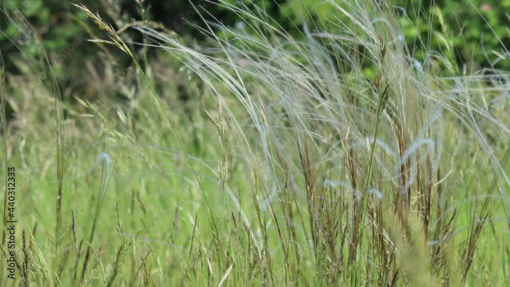 Federgras (Stipa cf. pulcherrima) in Mainfranken Federgras (Stipa cf. pulcherrima) in Mainfranken