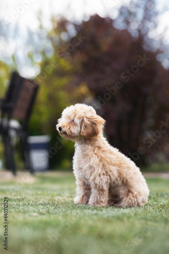 little dog maltipu walks on green grass in the park © Наталья Бирюкова