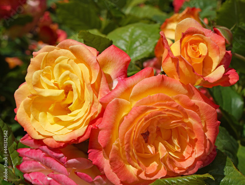 An exceptionally beautiful variety of rose in which each flower shades from deep pink petals on the outside to golden yellow on the inside photo