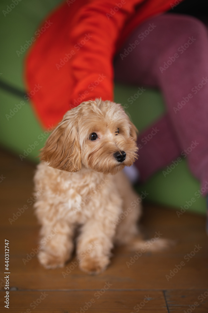 a small dog of the Maltipu breed sits at the feet of the mistress a small dog of the Maltipu breed sits at the feet of the mistress