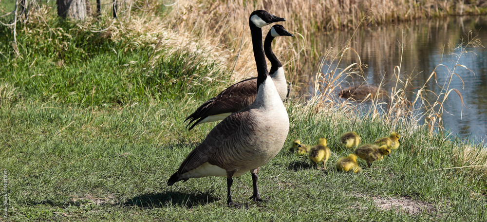 Fototapeta premium country goose on the beach