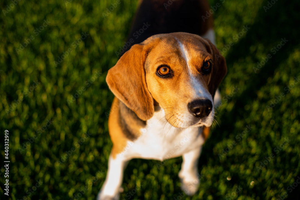 Beagle sitting in green grass
