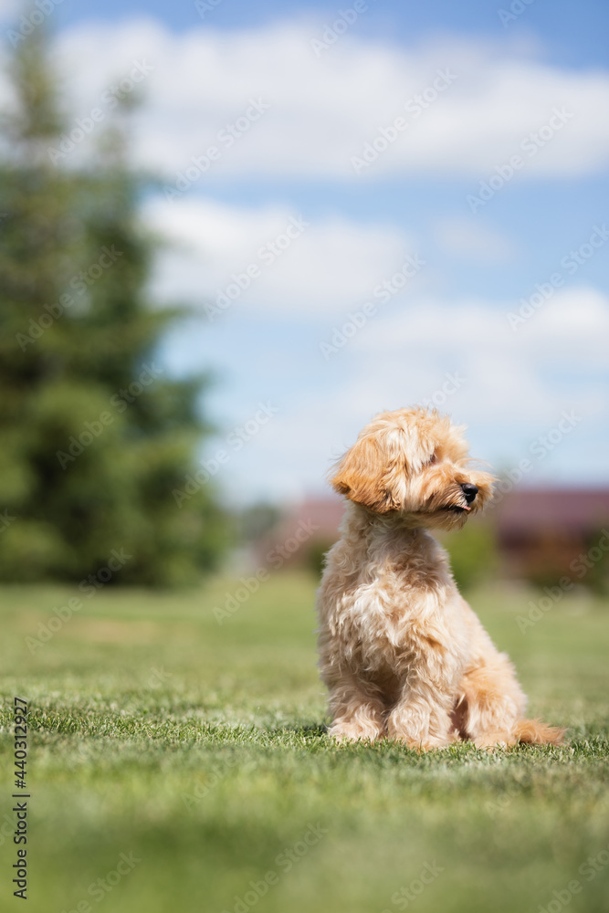 little dog maltipu walks on green grass in the park