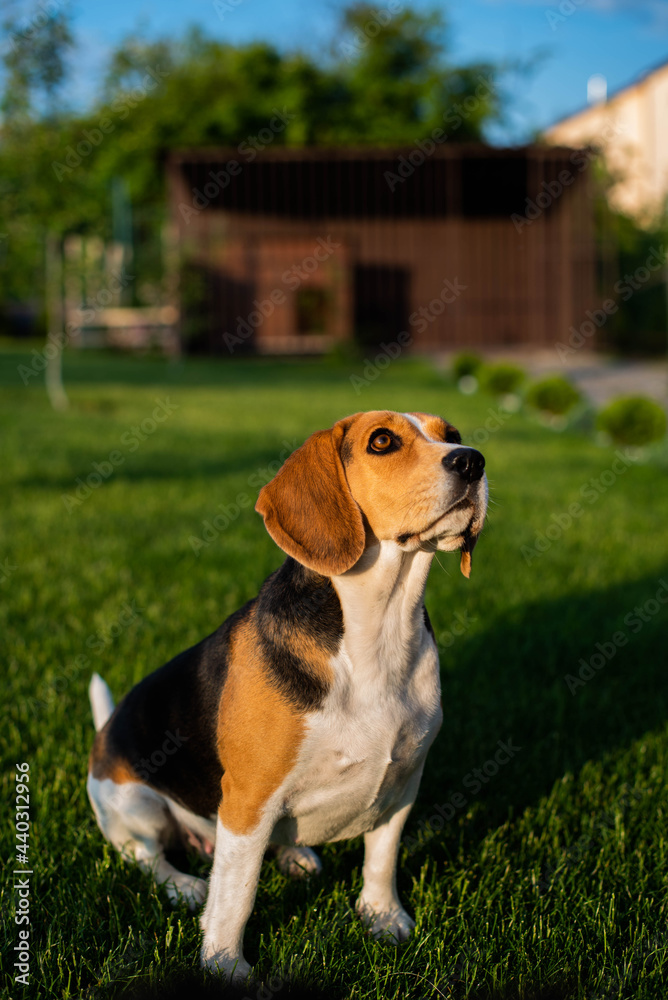 Beagle sitting in green grass
