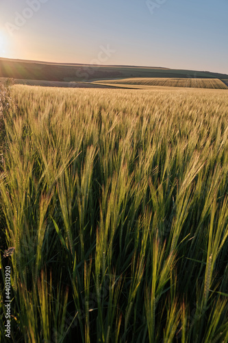 Wide angle view of wheat fields on a sunny evening in the South Downs National Park with the sun setting over the Sussex Weald. 