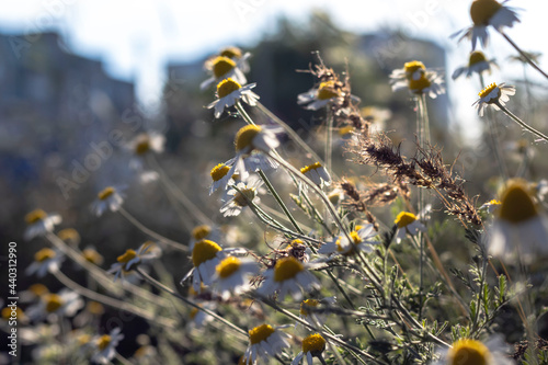 Camomiles against the backdrop of residential buildings in bright sunlight, lower angle. Close-up with blurred background.