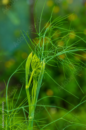 Fresh green fennel close up, background