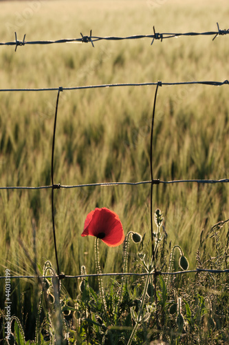 A single red poppy under barbed wire on South Downs National Park with the sun setting over the Sussex Weald.