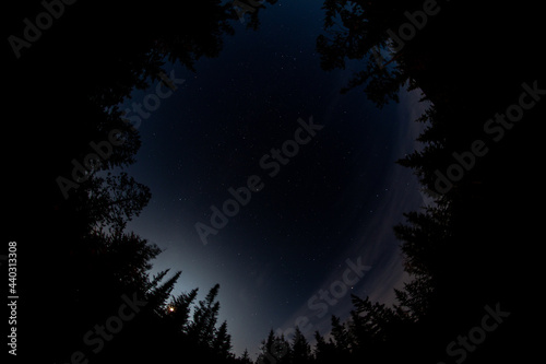 moonlight in the forest