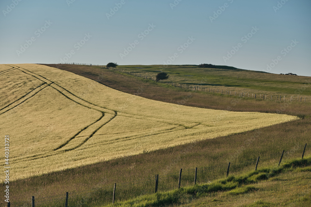 Tractor trails in a wheat field on South Downs National Park farmland with the sun setting over the Sussex Weald. 