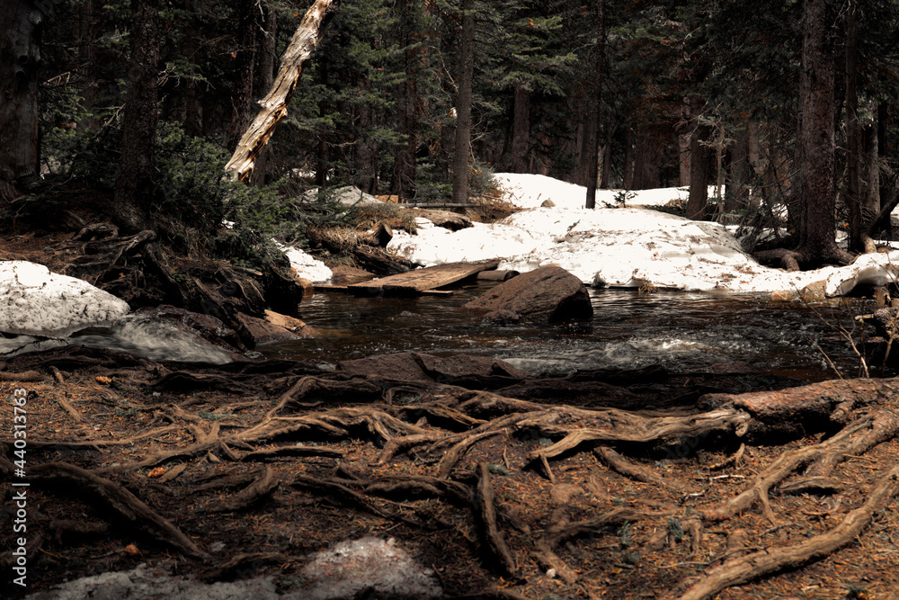 Fototapeta premium stump