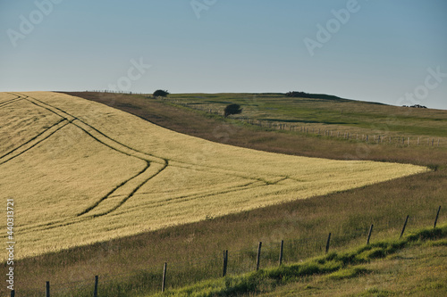 Tractor trails in a wheat field on South Downs National Park farmland with the sun setting over the Sussex Weald. 