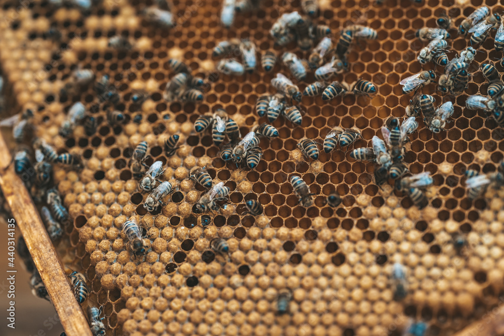 wax frame in bee hive, honey production wax frame in bee hive, honey production
