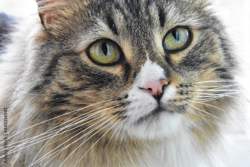 Adorable cat with big yellow eyes Adorable cat with big yellow eyes