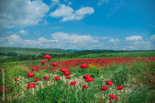The southern sun illuminates the fields of red garden poppies. The concept of rural tourism. Poppy fields