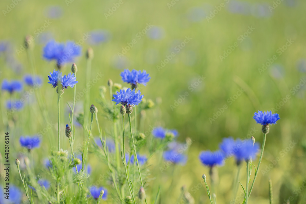 Closeup into a group of cornflowers (Centaurea cyanus). Light cornfield bokeh in background. Focus on the flower in the middle. Closeup into a group of cornflowers (Centaurea cyanus). Light cornfield bokeh in background. Focus on the flower in the middle.